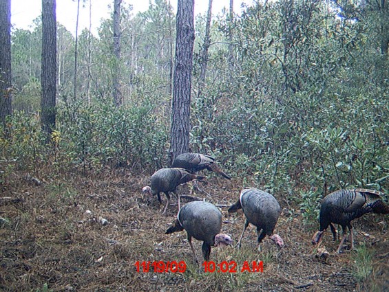 Deer Turkey Roberts Shooting Preserve